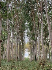 site de Mauvers-les Bordes - Grisolles